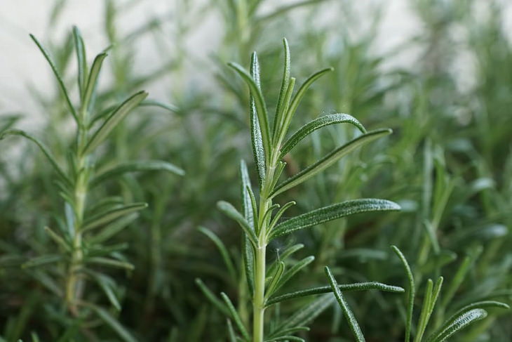 Herbs with Antiviral Properties Rosemary