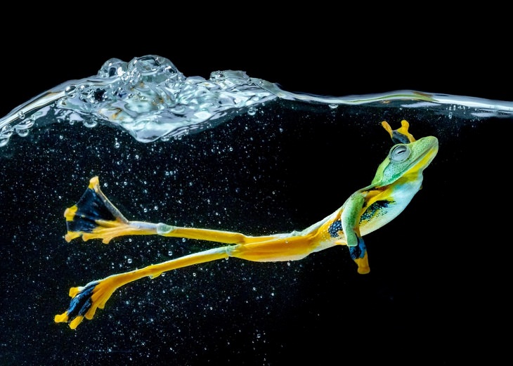 Photos of Motion,  Flying Frog