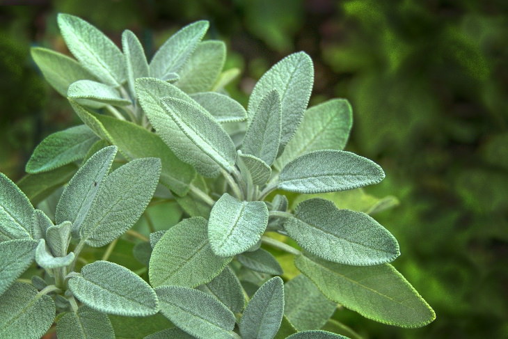 Herbs with Antiviral Properties Sage