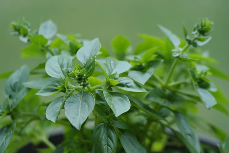Herbs with Antiviral Properties Oregano