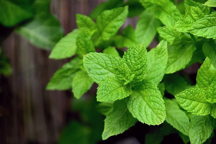Herbs with Antiviral Properties Peppermint