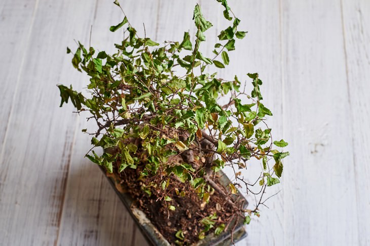 10 Items You Should Never Throw in The Garbage dead plant
