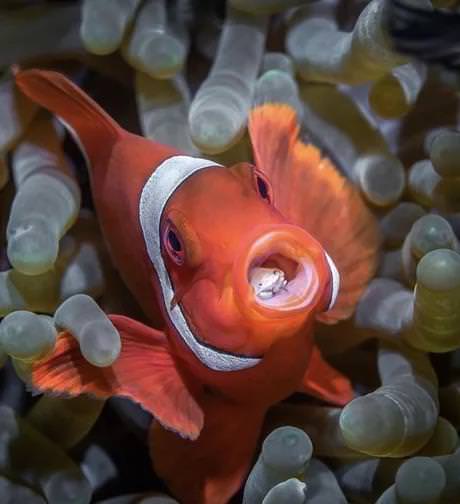 Creepy Facts tongue eating lice in clownfish