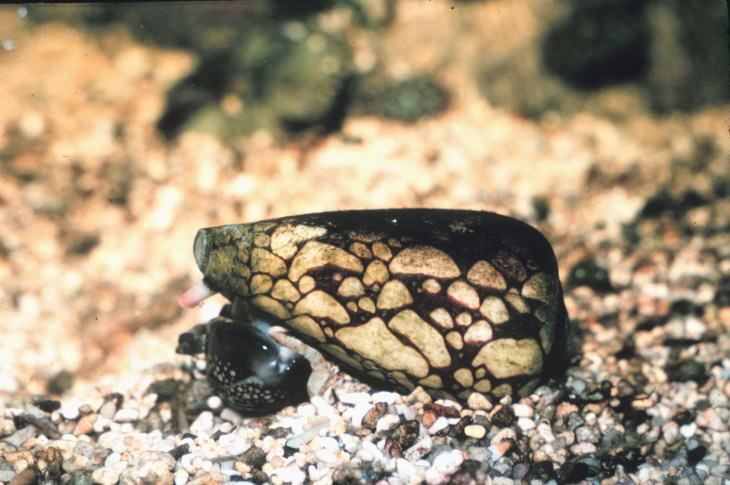 Creepy Facts Cone snail