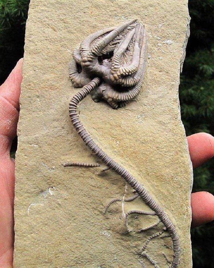  Rare Pics,Crinoid specimen fossil