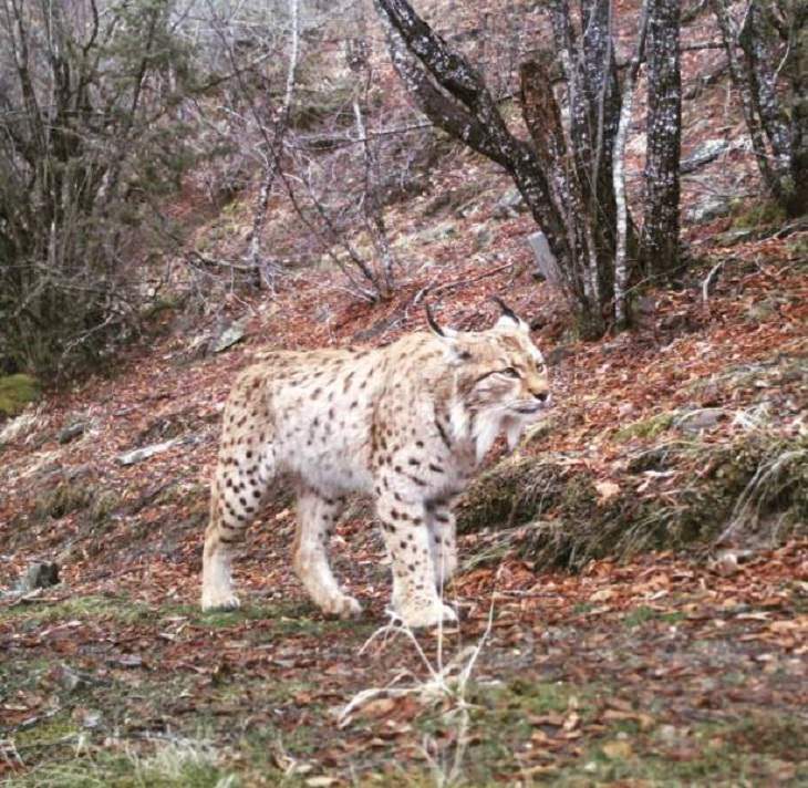  Rare Pics, Balkan Lynx