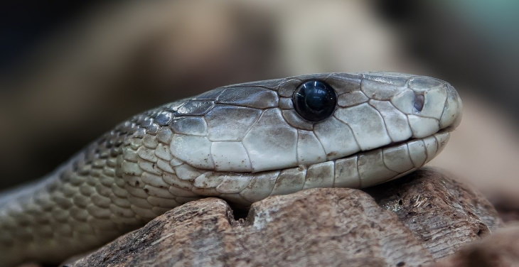 Creepy Facts black mamba