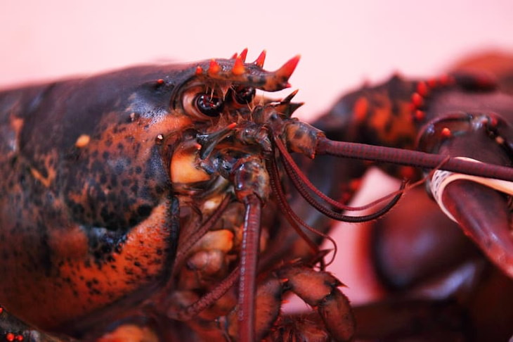 Creepy Facts Lobster