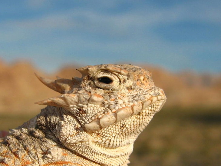 Creepy Facts Horned lizard