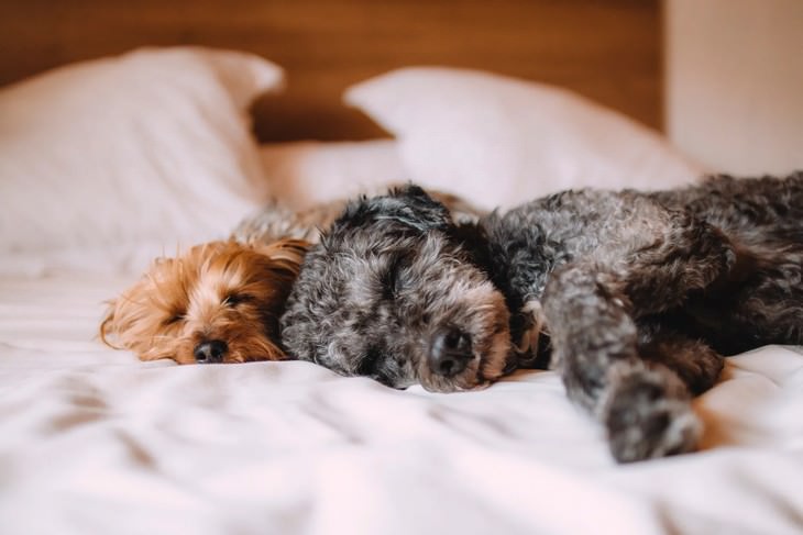 7 Interesting Facts About the Psychology of Dreams dogs sleeping