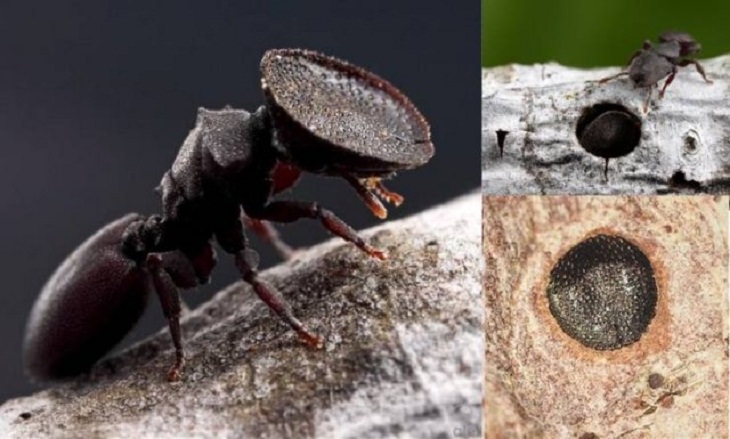  Rare Pics, soldier "turtle" ant 