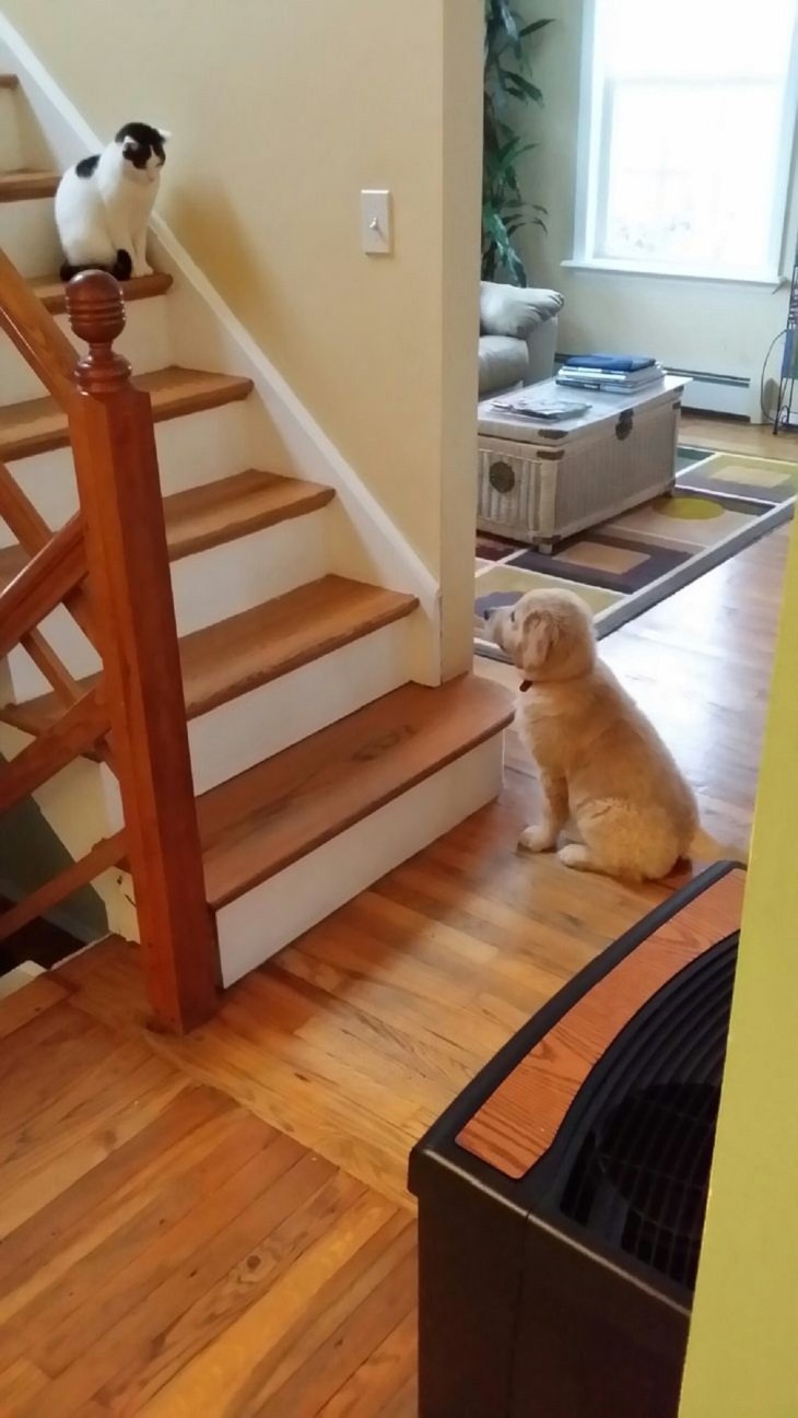  Cats and Dogs, staredown