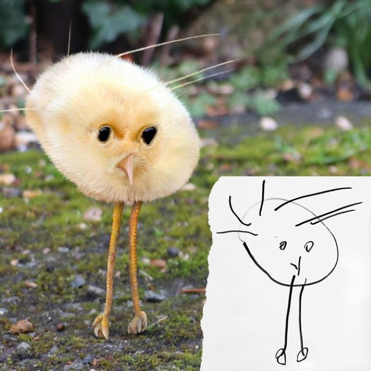 Tom Curtis ‘Things I Have Drawn’ baby chick
