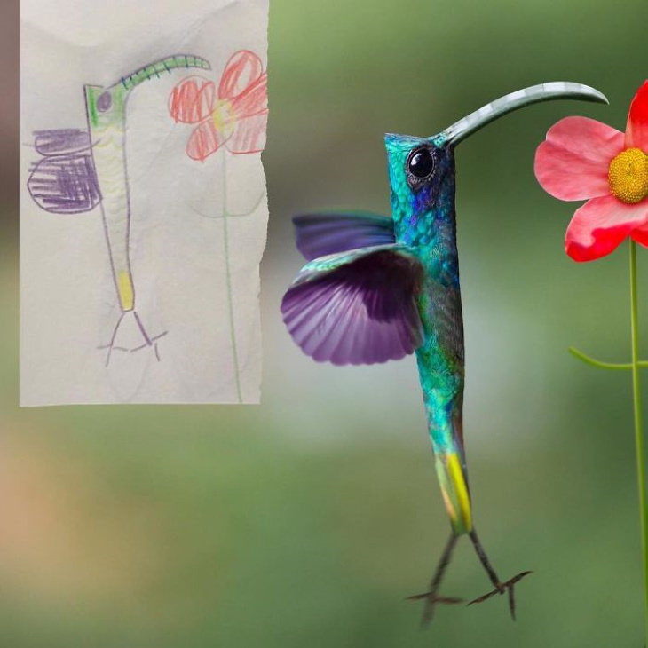 Tom Curtis ‘Things I Have Drawn’ hummingbird
