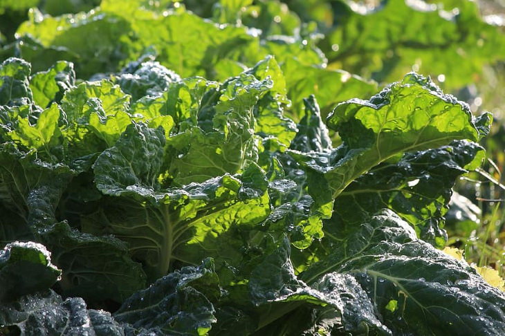 Foods That Help Prevent Tooth Decay and Cavities Leafy Greens