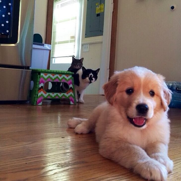  Cats and Dogs, selfie