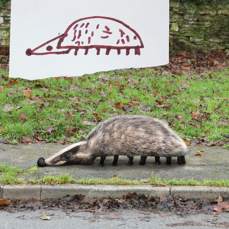 Tom Curtis ‘Things I Have Drawn’ badger