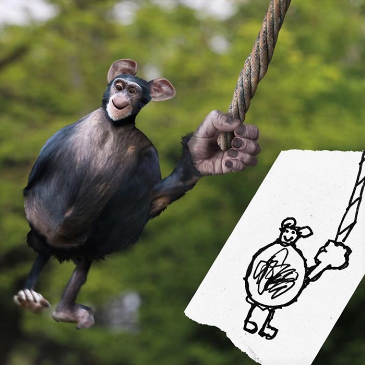 Tom Curtis ‘Things I Have Drawn’ chimp