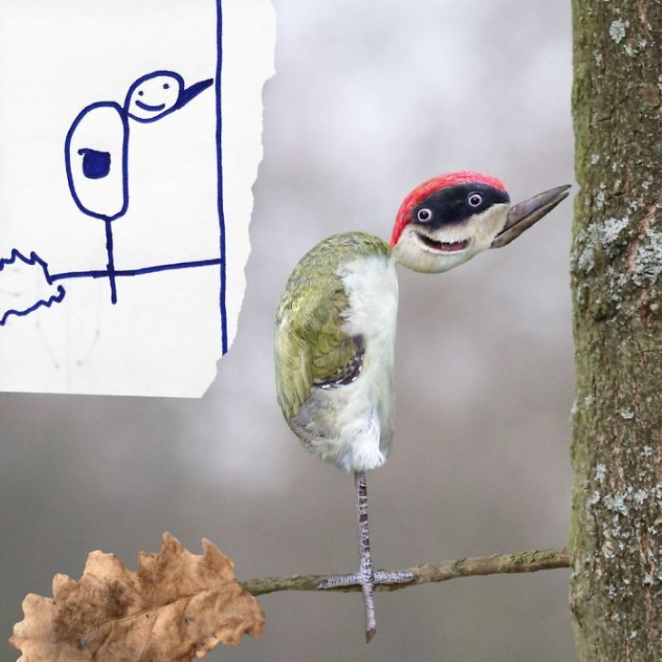 Tom Curtis ‘Things I Have Drawn’ woodpecker
