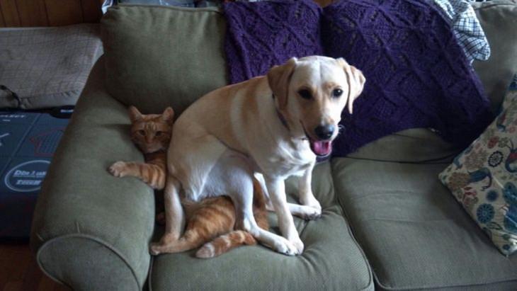  Cats and Dogs, sit