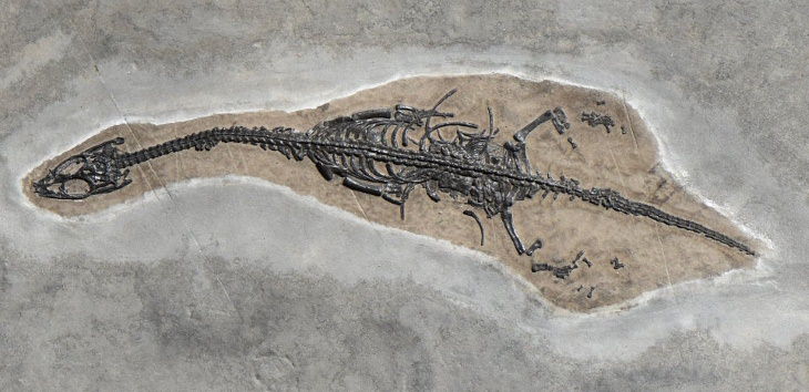 Cool Fossils Keichousaurus hui