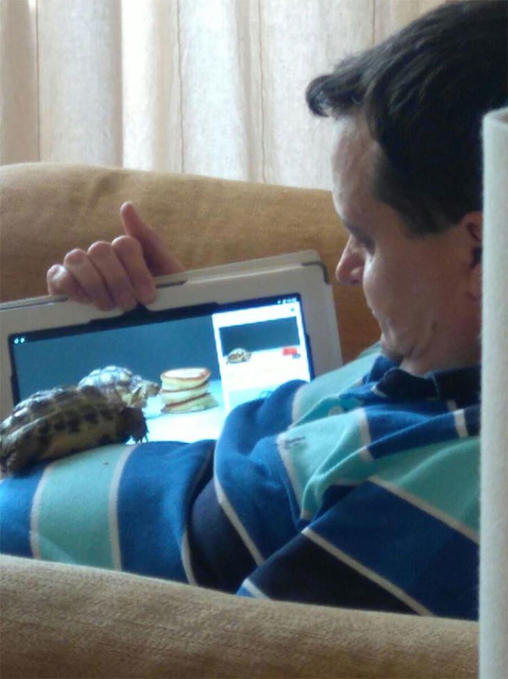 Grumpy Dads and the Pets They Didn’t Want Dad: "If we get a tortoise I'm not looking after it" Also Dad: "Get comfy, Hector, and let me show you pictures of your brethren"