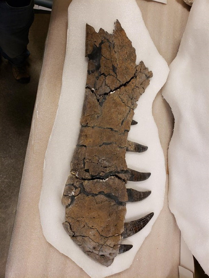 Cool Fossils Tyrannosaurus Rex jawbone