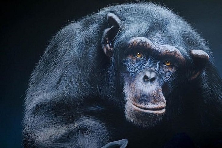 Wildlife Paintings, chimp 
