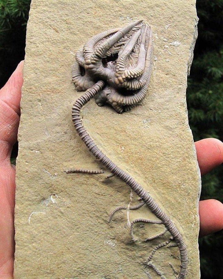 Cool Fossils Crinoid