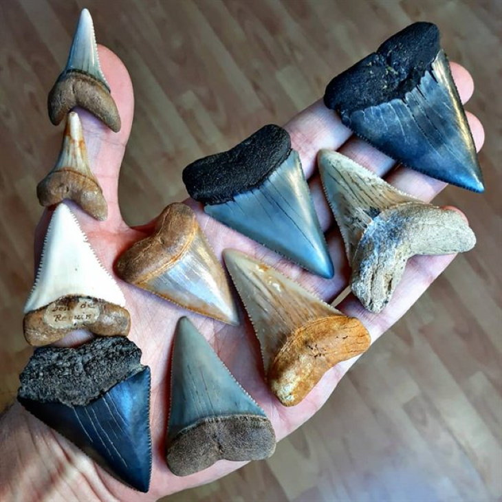 Cool Fossils white shark teeth