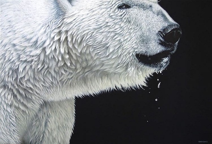 Wildlife Paintings, polar bear