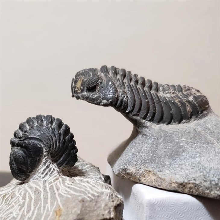 Cool Fossils trilobites