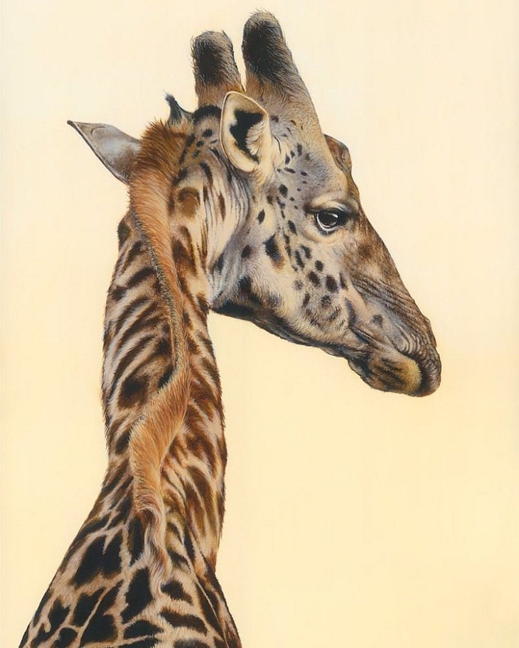 Wildlife Paintings, Giraffes