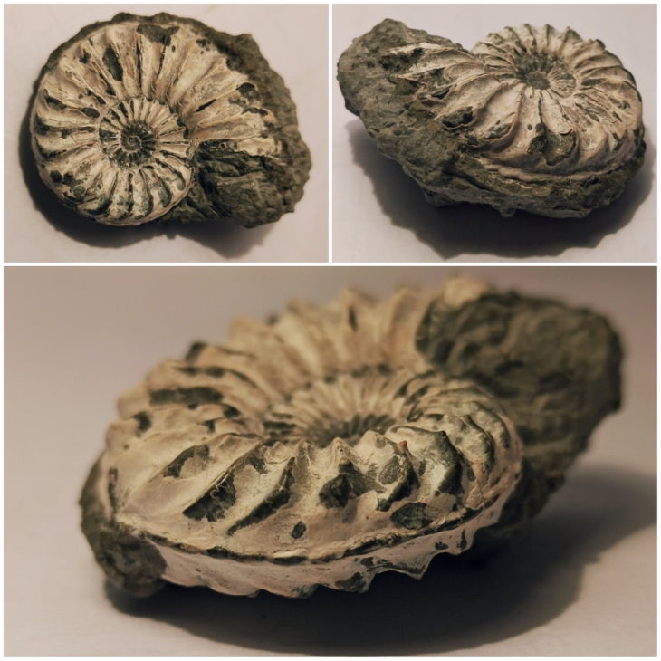 Cool Fossils Pleuroceras