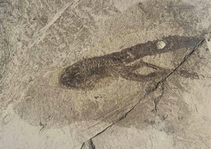 Cool Fossils tadpole with legs