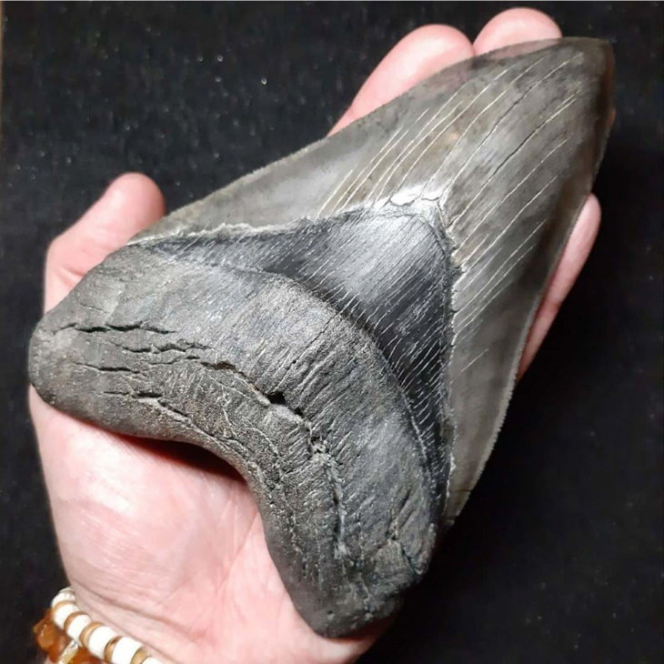 Cool Fossils megalodon