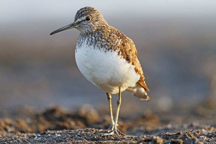 Solitary Animals, Solitary Sandpiper