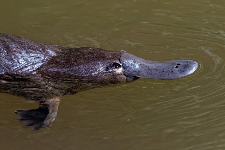 Solitary Animals, Platypus