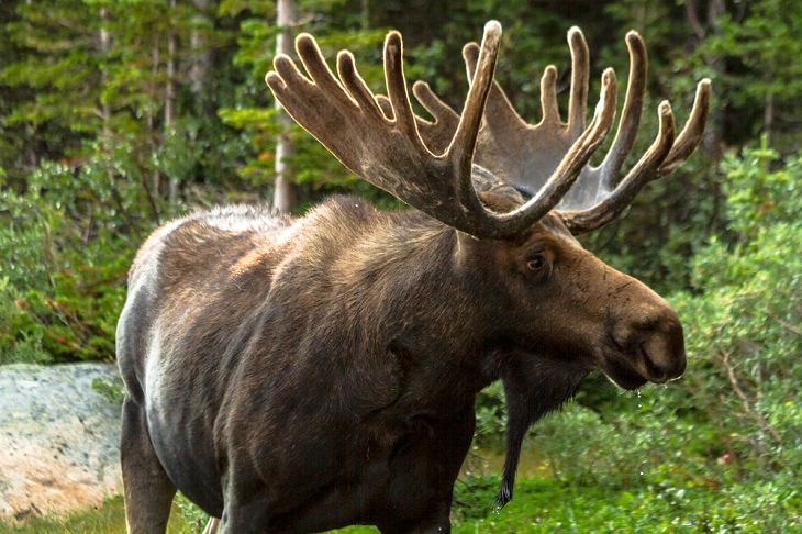 Solitary Animals, Moose 