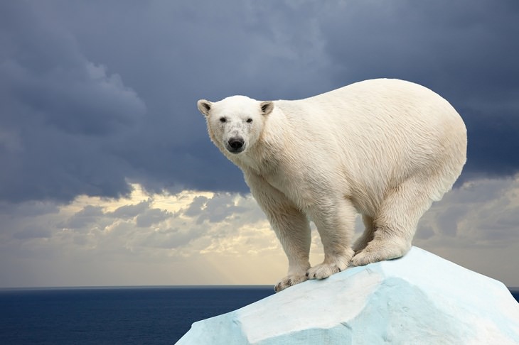 Solitary Animals, polar Bear