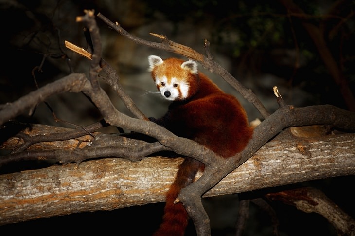 Solitary Animals,Red panda
