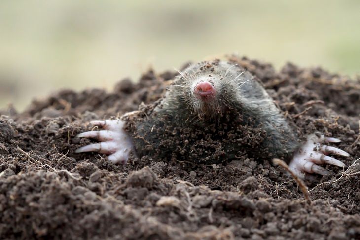 Solitary Animals,Moles