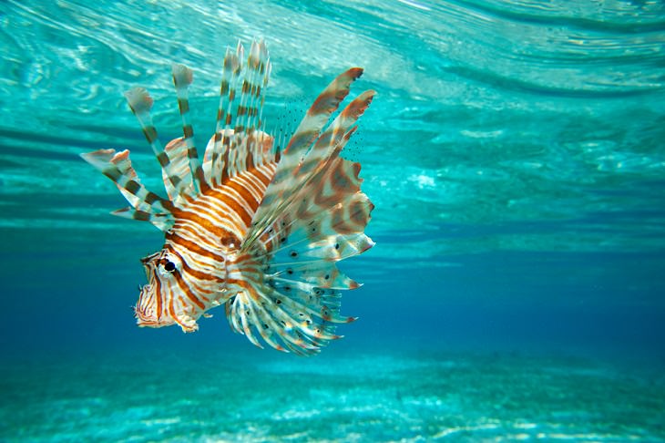 Solitary Animals Lionfish