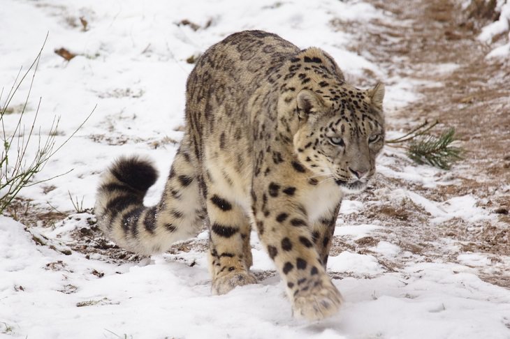 Solitary Animals, Snow Leopard 