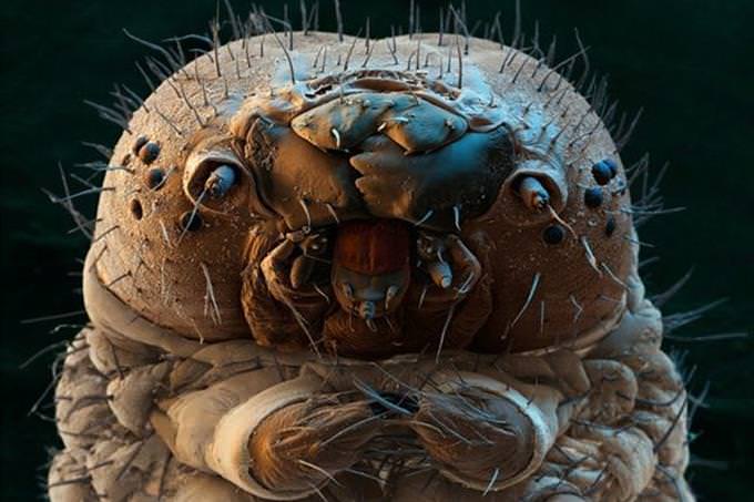 caterpillar under microscope