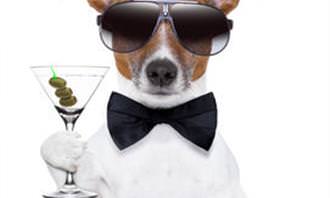 posh party dog