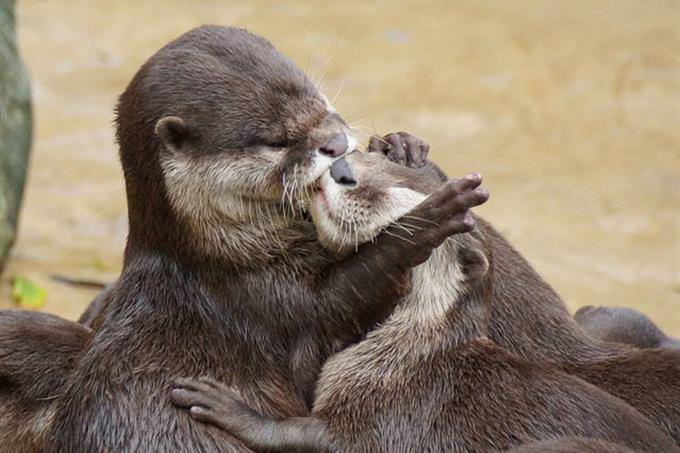 otters kissing