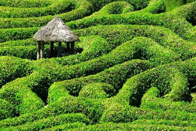 hedge maze