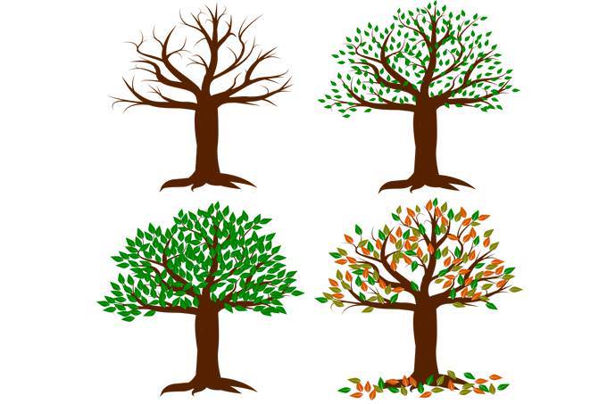 Drawings of a tree in all seasons