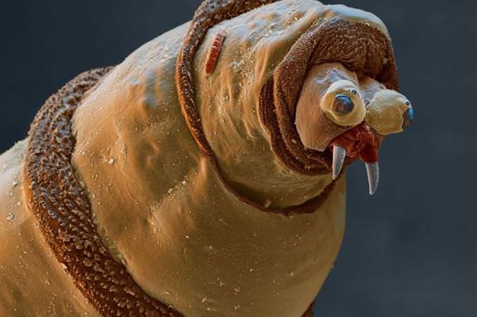 maggot under microscope